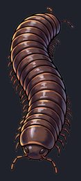millipede_p2-0123_view-05_transparent_v01.png