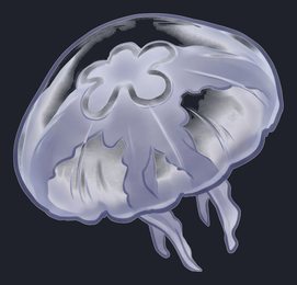 jellyfish-bell-silhouette_isolated_transparent_p2-0232_v01.png