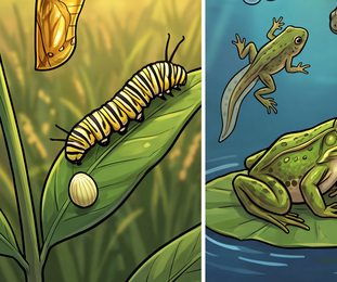 educational-04_sea-turtle-life-stages_p2-0236_v01.png