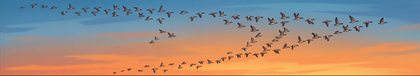 educational-07_migration-flock-overhead_p2-0239_v01.png