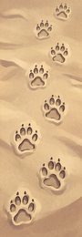 educational-08_scat-free-pawprint-trail_p2-0240_v01.png