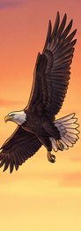 gap-behavior-10_eagle-escape-maneuver_p2-0250_v01.png