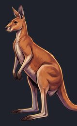 kangaroo_p2-0017_view-01_transparent_v01.png