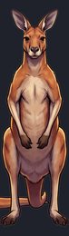 kangaroo_p2-0017_view-02_transparent_v01.png