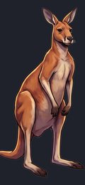 kangaroo_p2-0017_view-03_transparent_v01.png