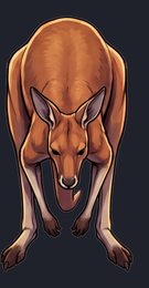 kangaroo_p2-0017_view-05_transparent_v01.png