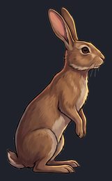 rabbit_p2-0057_view-01_transparent_v01.png