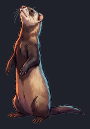 ferret_p2-0059_view-04_transparent_v01.png