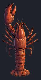 lobster_p2-0081_view-01_transparent_v01.png