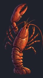 lobster_p2-0081_view-03_transparent_v01.png