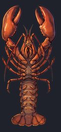 lobster_p2-0081_view-04_transparent_v01.png