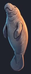 manatee_p2-0089_view-02_transparent_v01.png